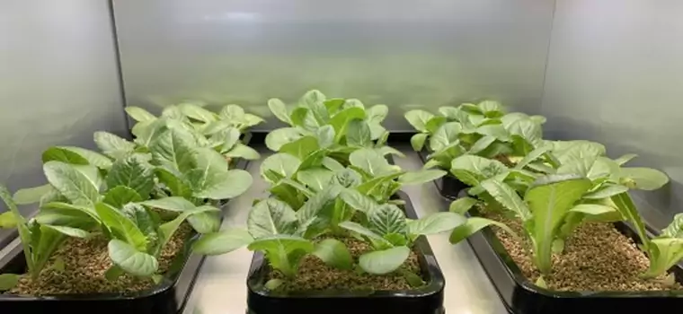 LG na CES 2020 pokaże maszynę do uprawy warzyw w domu