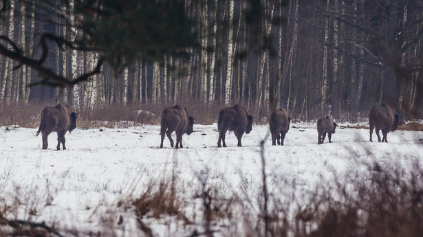 Stado żubrów na skraju Puszczy Białowieskiej w województwie podlaskim