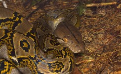 Tragedia w Indonezji. Pyton połknął dorosłego mężczyznę