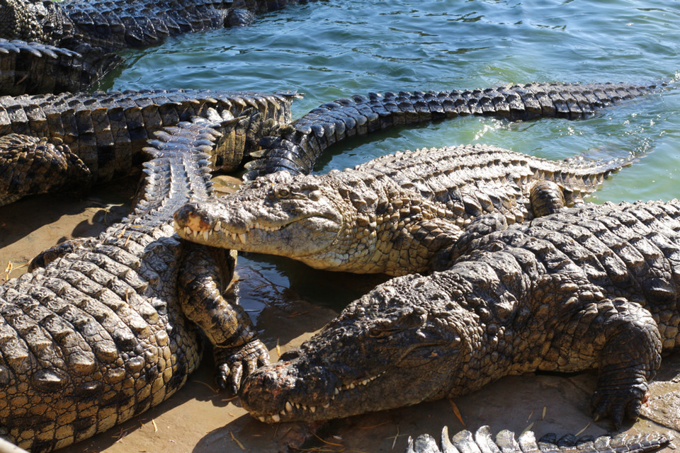 Krokodyl: 1000 zgonów rocznie