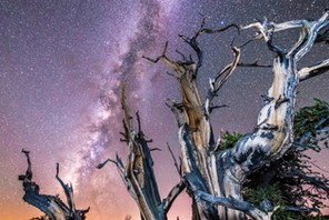 Ancient Bristlecone Pine Forest at night