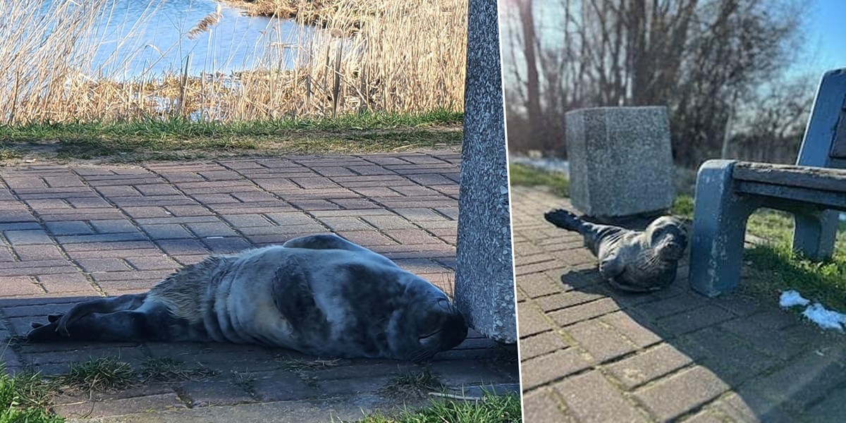 To maleństwo zgubiło mamę. Samczyka znaleziono przy Opływie Motławy, czekał na brzegu na pomoc. 