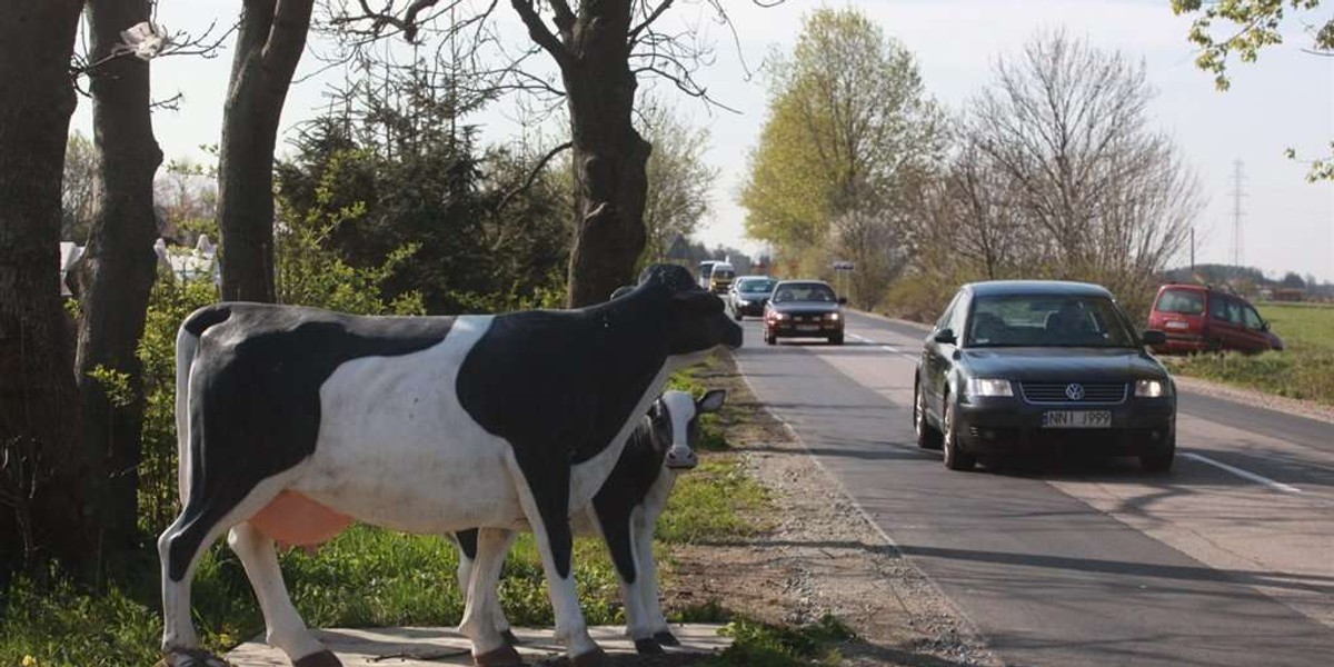 Ta krowa każe zwalniać!