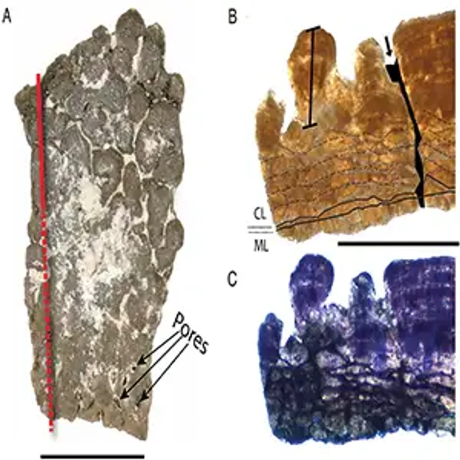 Fragmenti jaja dinosaurusa
