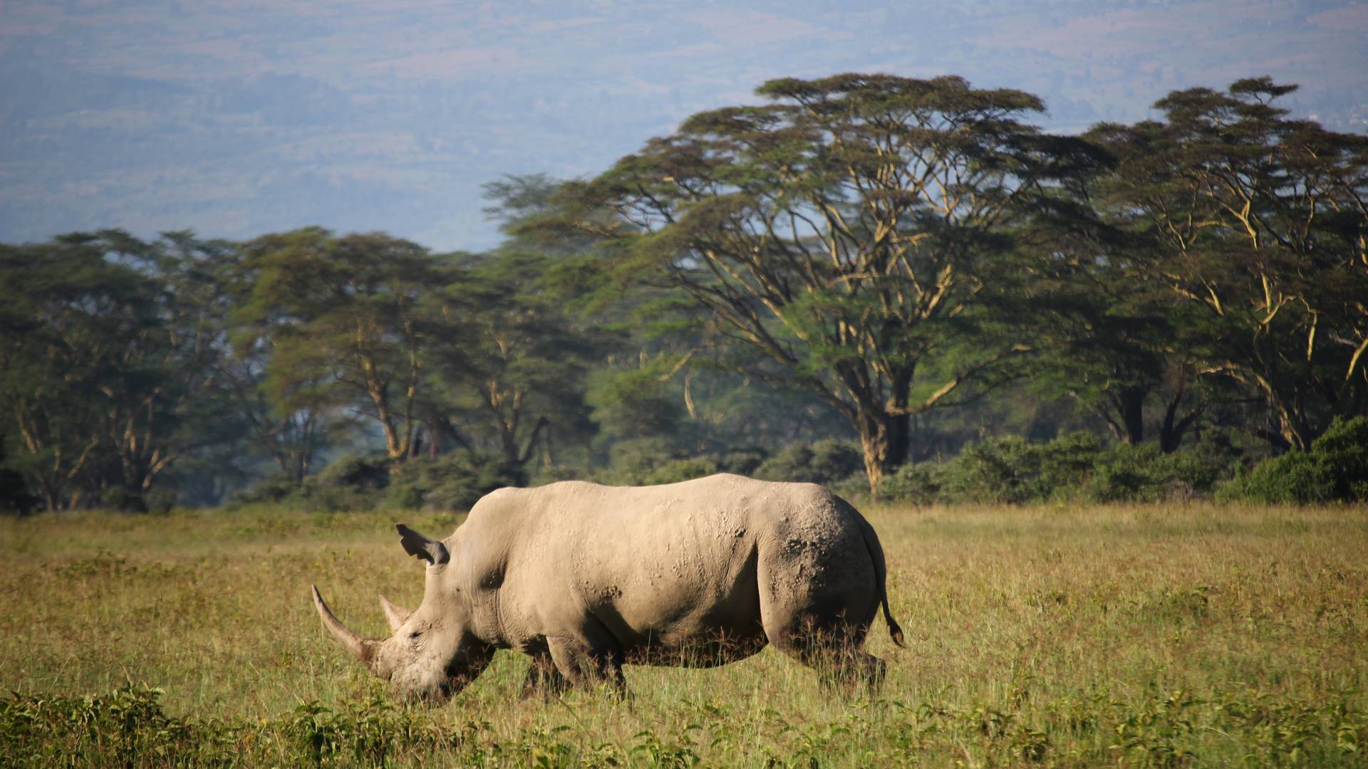Pytliactvo afrických nosorožcov kleslo o polovicu, dôvodom je pandémia koronavírusu