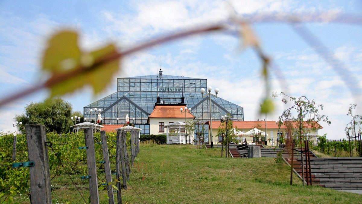 Dziś ostatnie winne krzewy znikają z Winnego Wzgórza. To wynik zmian, jakie dokonują się od kilku miesięcy na wzgórzu przy Palmiarni. Pierwsza edycja akcji "Historia miasta na Twojej działce” miała miejsce 21 października ubiegłego roku i cieszyła się ogromnym zainteresowaniem zielonogórzan.