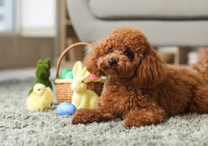 Uradite ovih 5 stvari pred Uskrs kako biste zaštitili vašeg psa od opasnosti, upozorava veterina