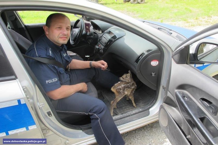 Policjanci uratowali sarenkę