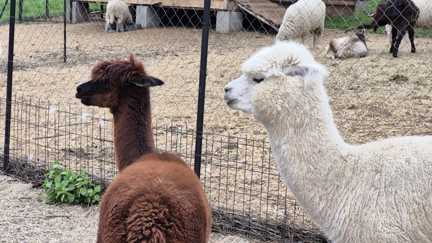 Alpake Stigle kao rođendanski poklon