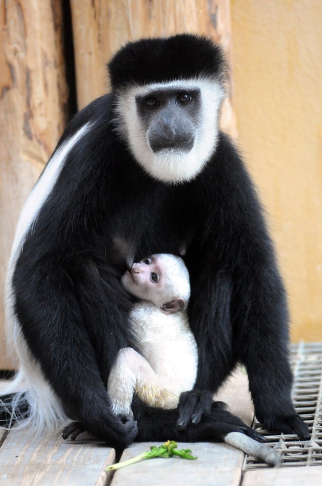 GDAŃSK ZOO OLIWA NARODZINY GEREZY