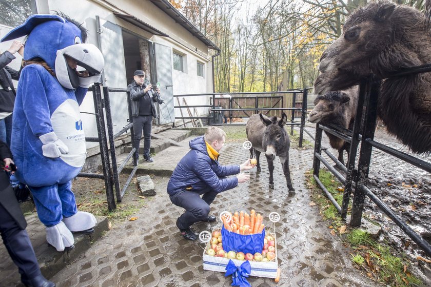 Zamiast tortu dostał kosz pełen marchewek i jabłek