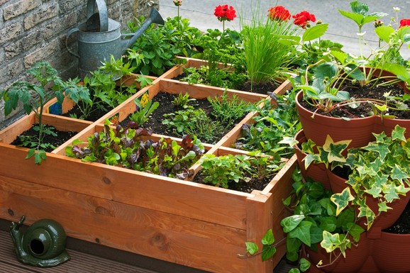 UPRAVO NA BLIC TV! Koliko novca treba za prolećno uređenje dvorišta: MUŠKATLE NAJJEFTINIJE, PALME NAJSKUPLJE