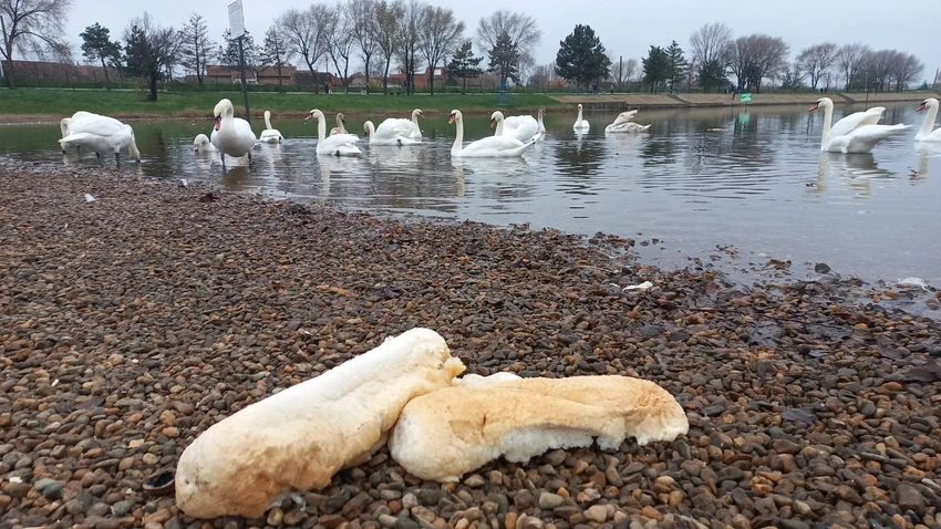 Čitave vekne hleba ostavljene kod labudova