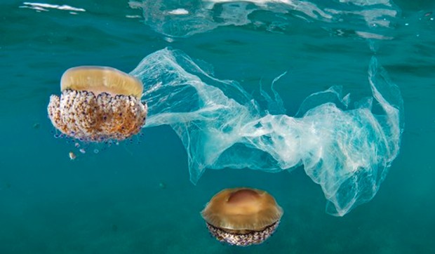 Mediteranska meduza
