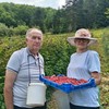 Maline