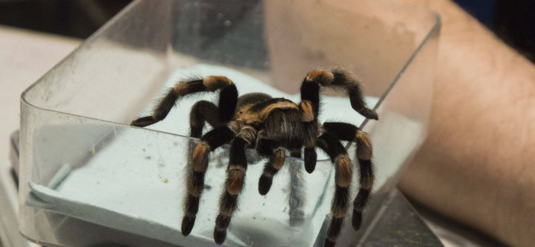 Nie jedna tarantula, ale cały rój. Za sprawą tej przesyłki o Polsce znów jest głośno