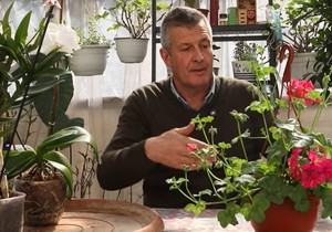 Kako birati cveće, negovati ga i izbeći najveće greške ovog proleća otkriva srpski stručnjak