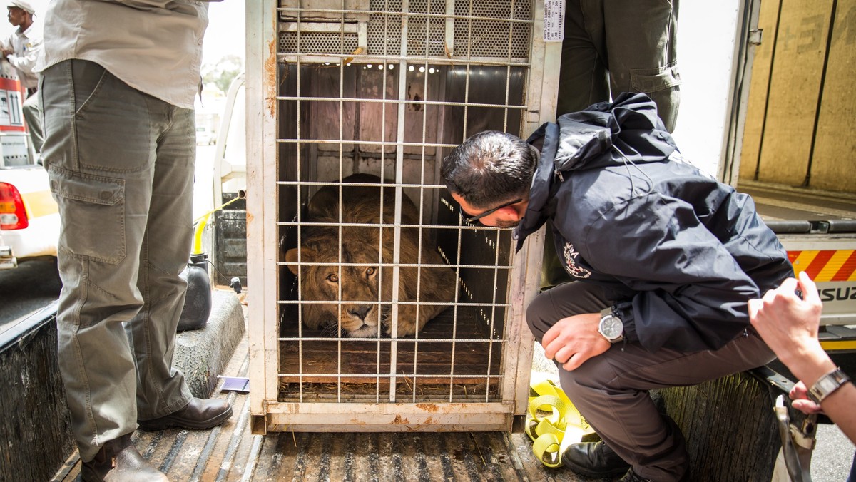 epa06566388 - SOUTH AFRICA LIONS RELEASE (Lions rescued from Syria and Iraq arrive in south Africa)