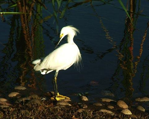 Galeria Argentyna - Delta rzek Parany i Urugwaju, fauna, obrazek 54