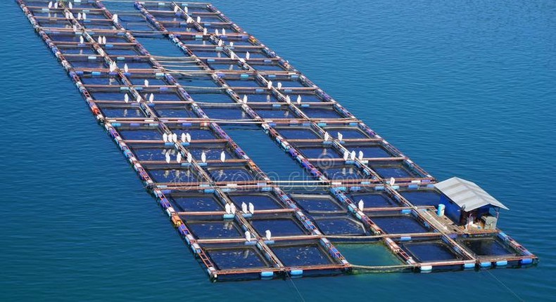 Cage fish farming