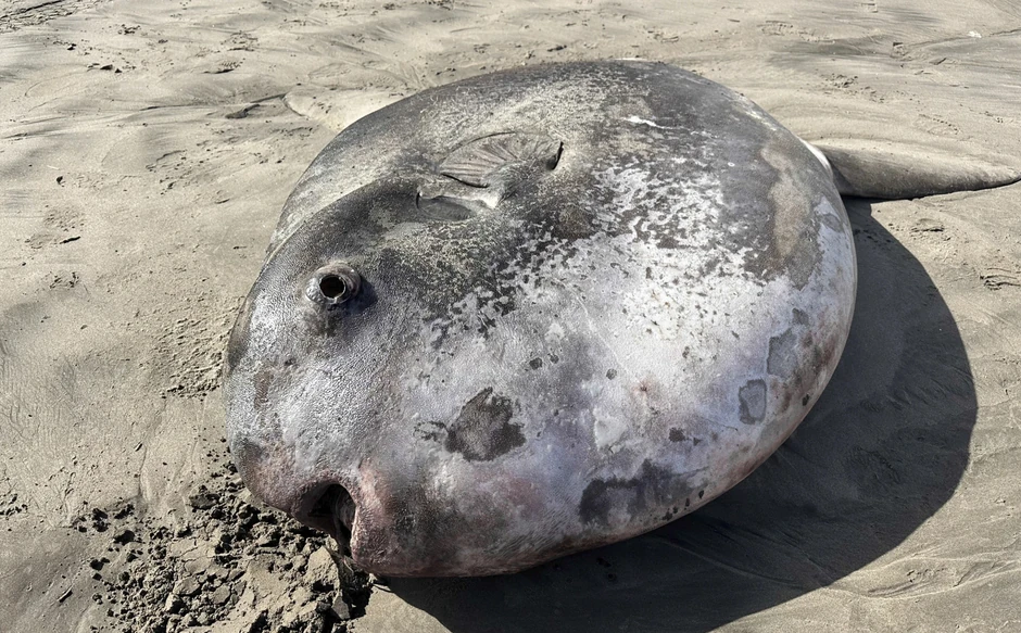 Retka riba na plaži u Oregonu