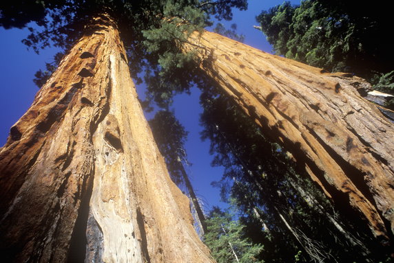 Park Narodowy Sekwoi (Sequoia National Park), Kalifornia, USA