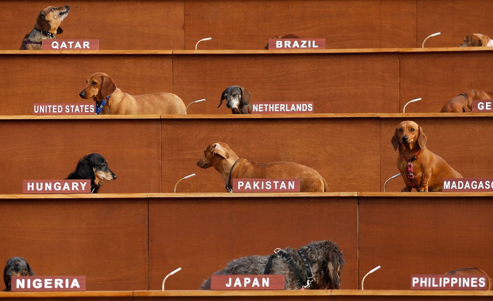 Art Installation Sees Dachshunds Take Over United Nations Meeting