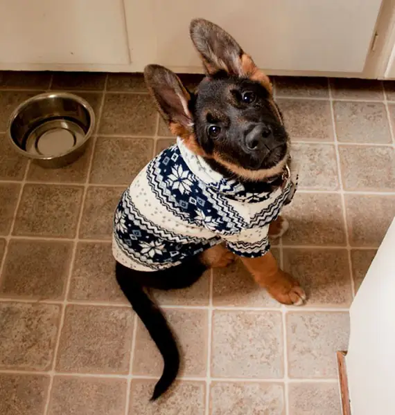 cute-animals-wearing-tiny-sweaters-13-57ff4f926c4b4__605