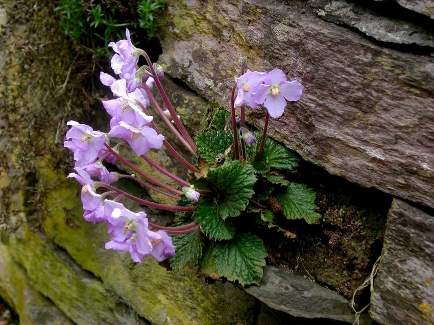 Ramonda, cvet koji raste na nepristupaničm mestima i koji može da oživi nakon što uvene