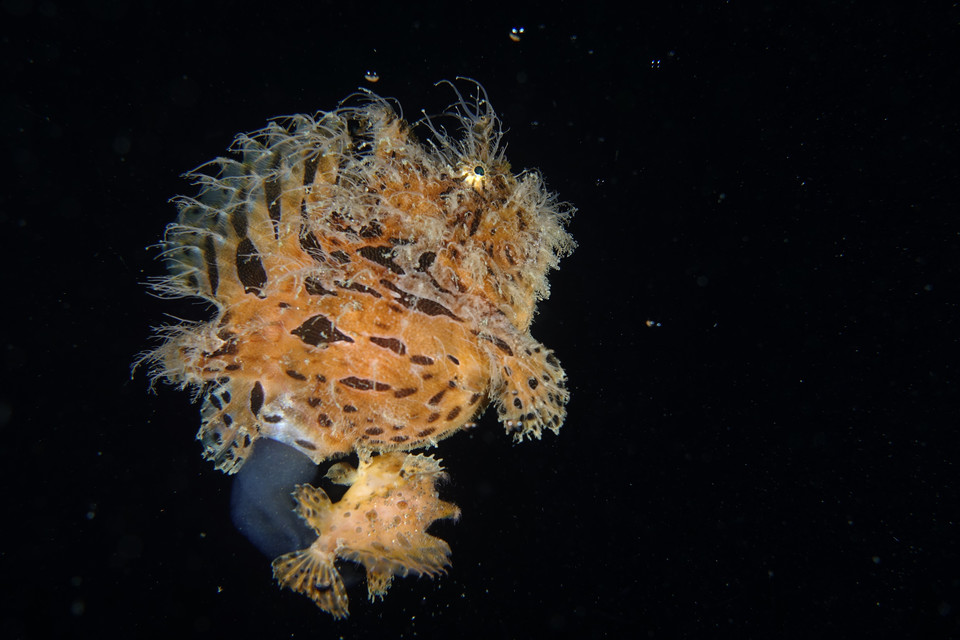 Zwycięzcy 8. Konkursu Fotografii Podwodnej Ocean Art 2019