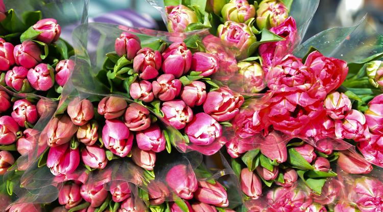 Gondozd így a tulipánt, és ontani fogja a virágokat Fotó: Northfoto