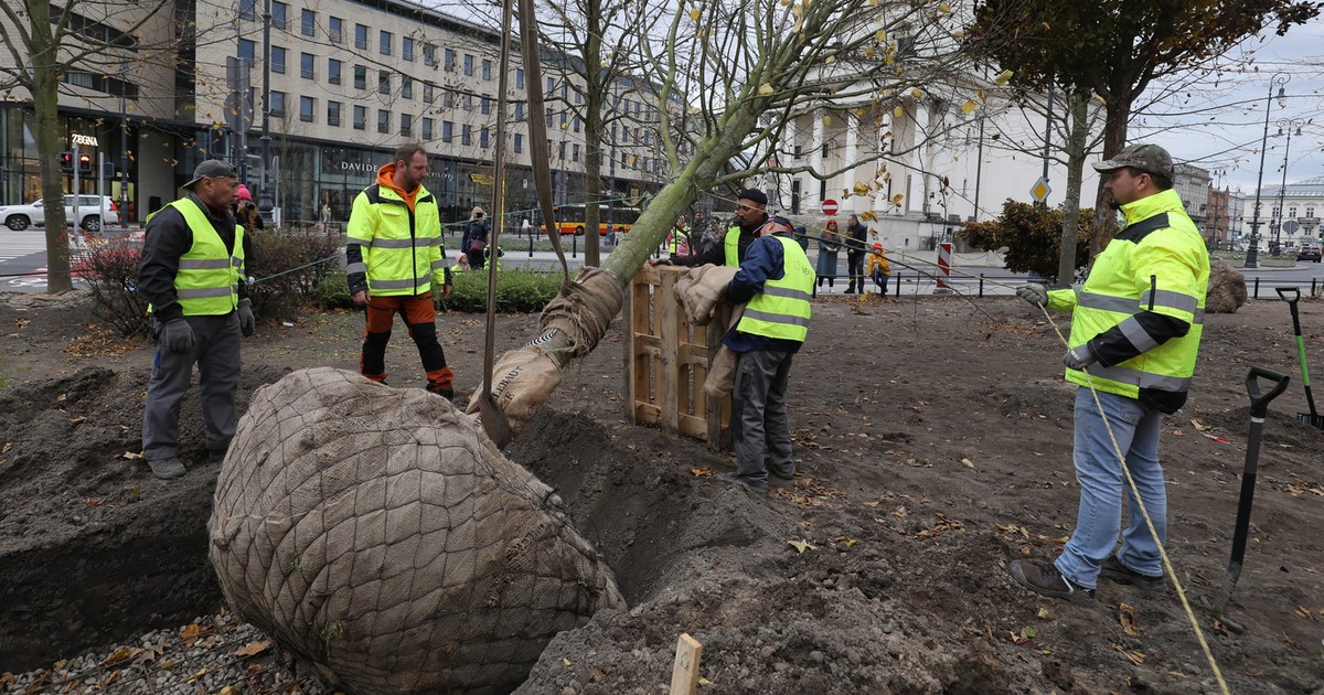 Ein Baum aus Deutschland kostet 14.000 PLN.  PLN auf dem Hauptplatz in Warschau.  „In Polen gibt es keinen solchen Ort“