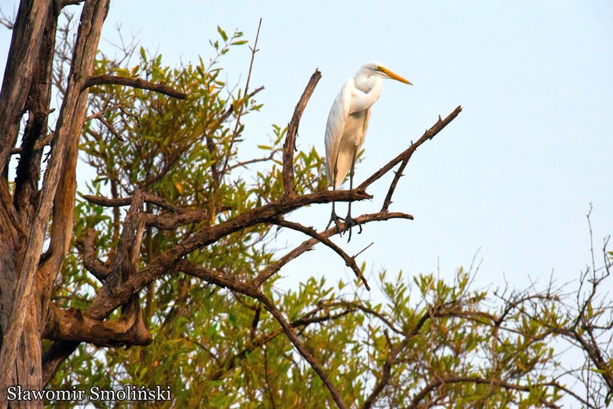 Rzeka Gambia