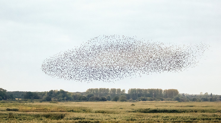 A madárraj a semmiből tűnt fel és zuhant a földre /Illusztráció: Northfoto