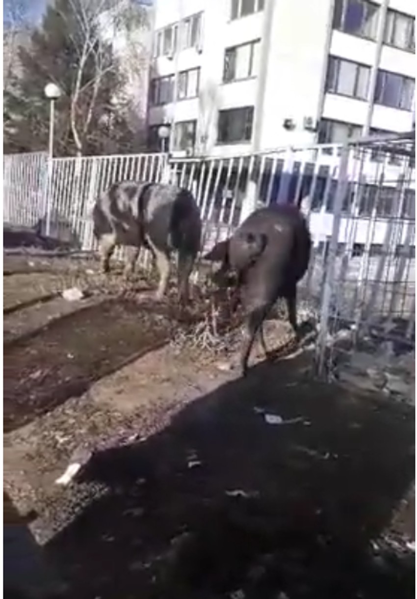 Svinje u šetnji u Spomen parku