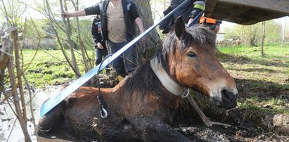 Co za akcja! Strażacy uratowali ciężarną klacz z bagna