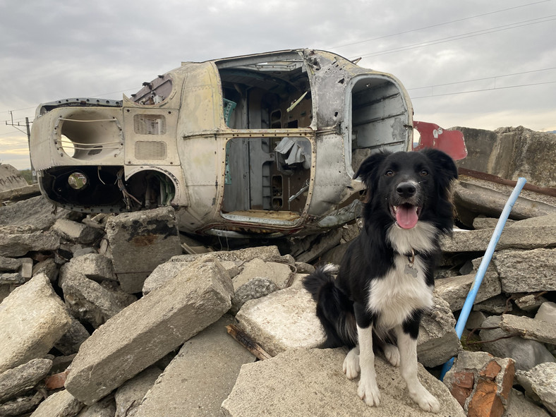 Psy z Grupy Poszukiwawczo-Ratowniczej OSP Marki w czasie szkolenia