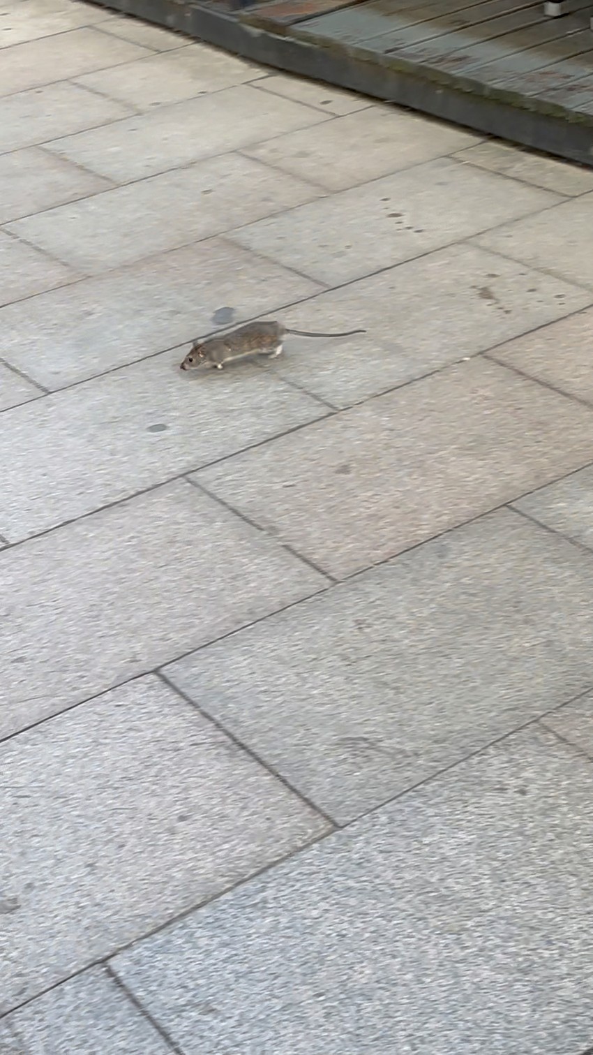 Miš u centru Čačka