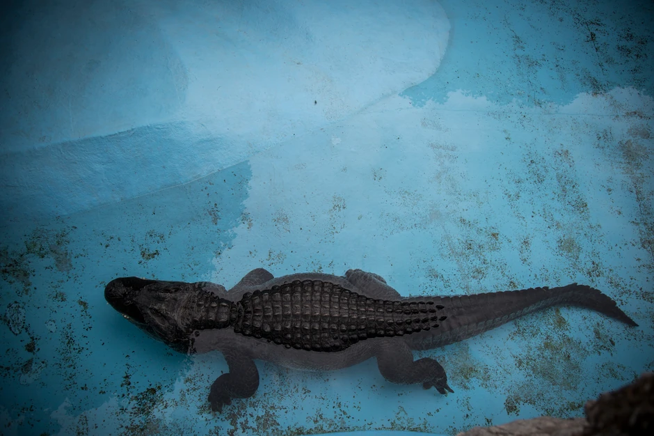 Muja ima oko 80 godina