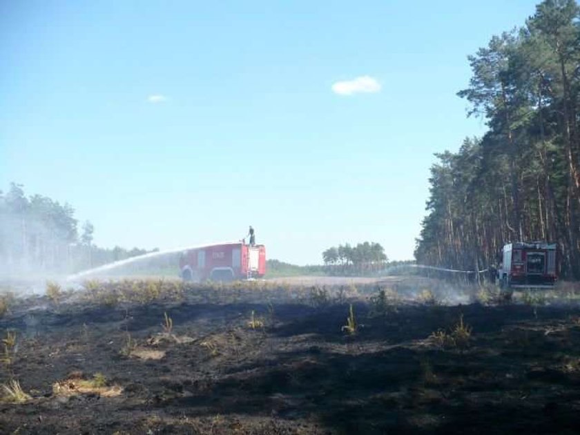 Ktoś podalił Puszczę Notecką