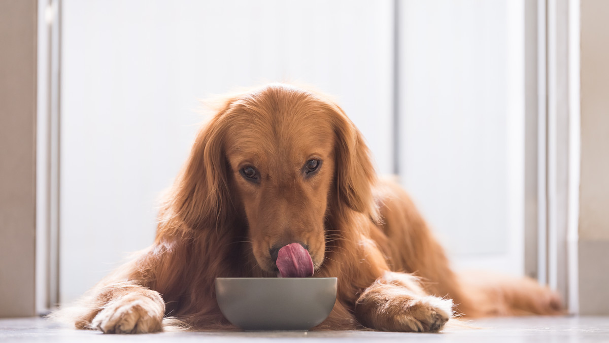 Czym i jak często karmić psa