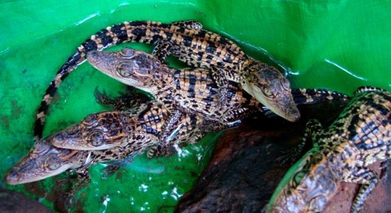 Rare baby Siamese crocodiles are seen at Thmor Daun Pove's natural resource protection community in Kho Kong province, 400 km (249 miles) southwest of Phnom Penh, June 19, 2010.