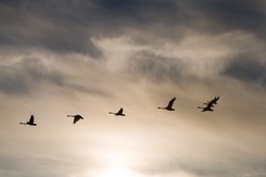 Czy spotkamy czarnego łabędzia? Polexit czy wojna krążą również nad Polską