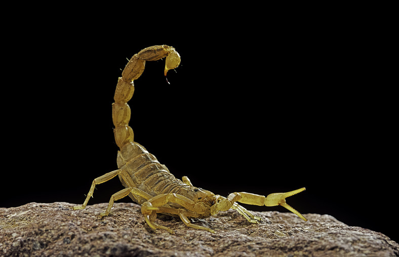 Egipt: Plaga jadowitych skorpionów. Zabiły już 3 osoby