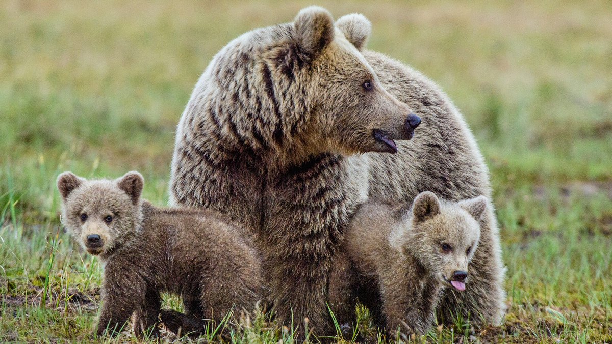Tatry. Niedźwiedzica z młodymi w Dolinie Pańszczycy – szlak zamknięty