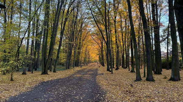 Aleja Romera odzyska blask