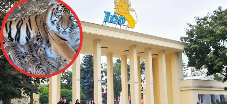 Sensacyjne narodziny we wrocławskim zoo. Nagranie podbija sieć