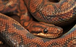 Boa dusiciel wypełzł na poczcie w Kielcach. Poszukiwany właściciel