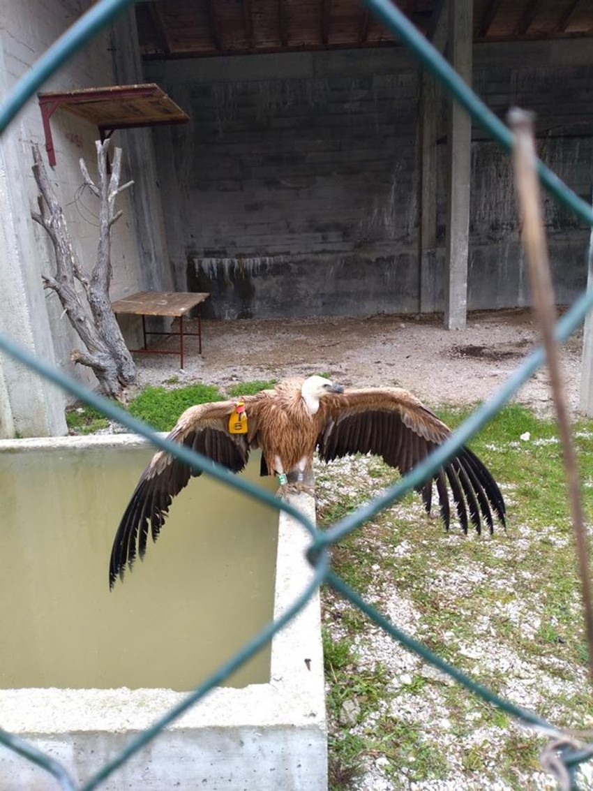 Dobrila se ponaša kao pas, a ne ptica