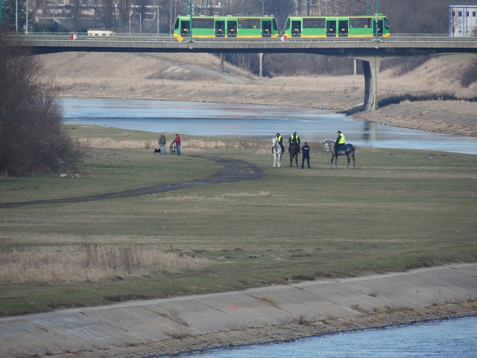 Poznań: szukali Ewy Tylman z wykorzystaniem psów tropiących